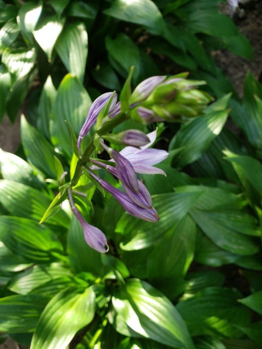 Клематіс, півонія, хоста, квіти