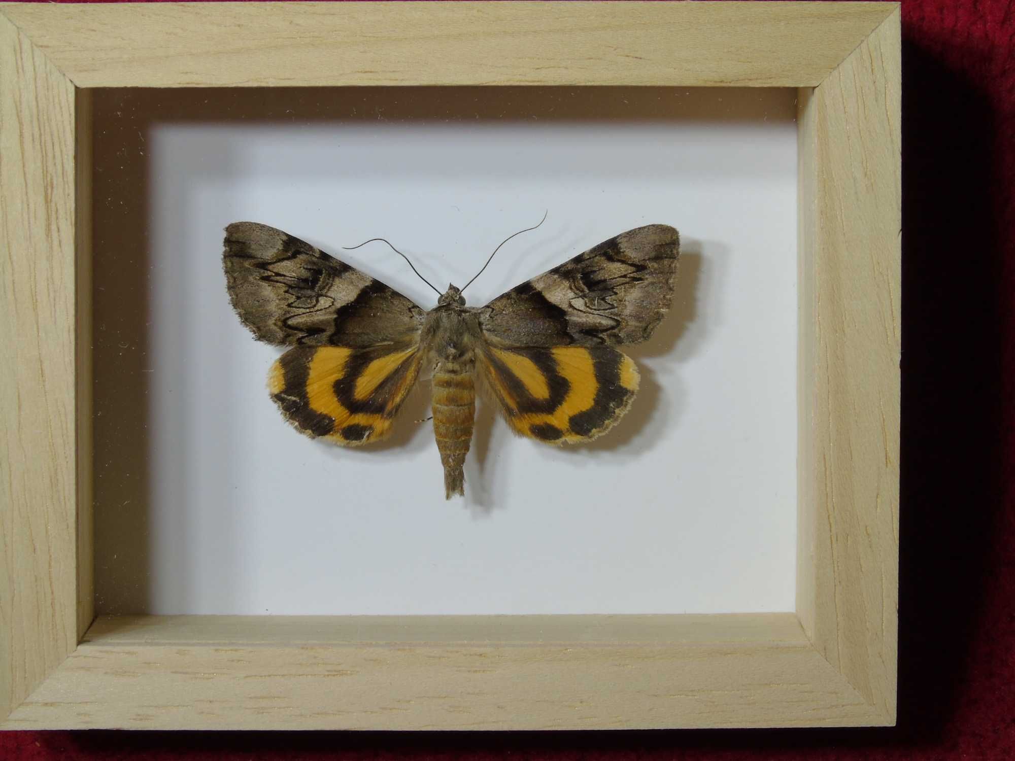 Motyl w ramce / gablotce 10x8cm . Catocala fulminea - Polska ćma .