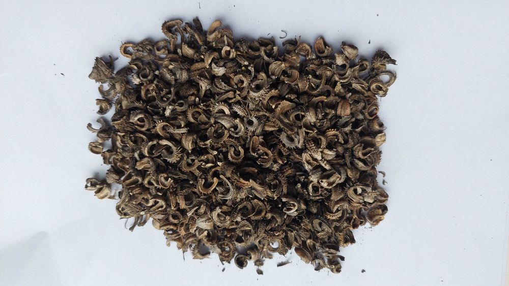 Календула насіння нагідки насіння