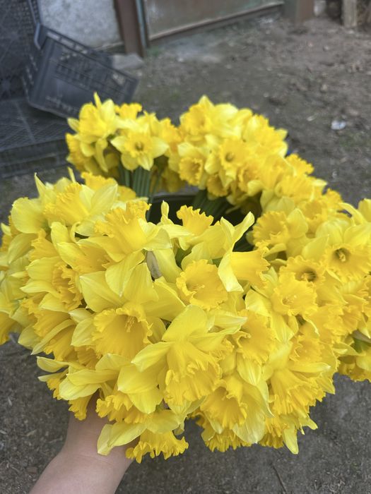 Продам  луковицю нарцисса