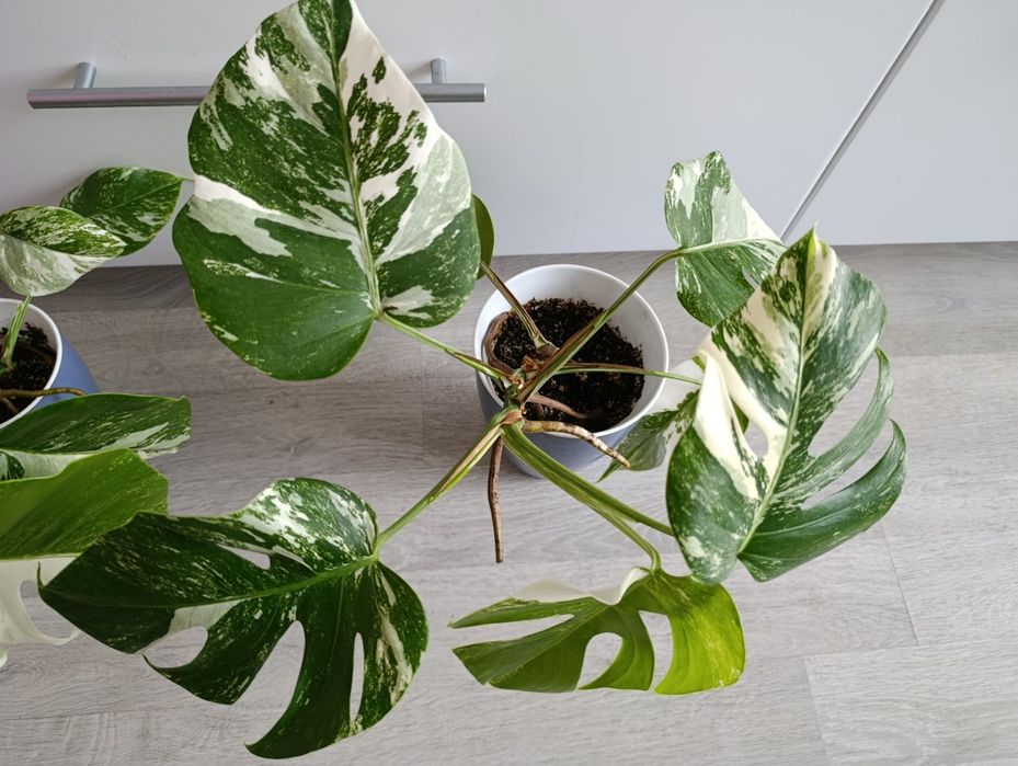 Монсте́ра делікате́сна варієгатна Альба 20см Monstera Alba