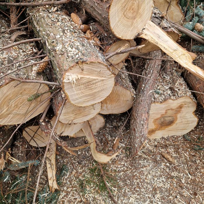 Drewno z tui I świerku, możliwość dowozu