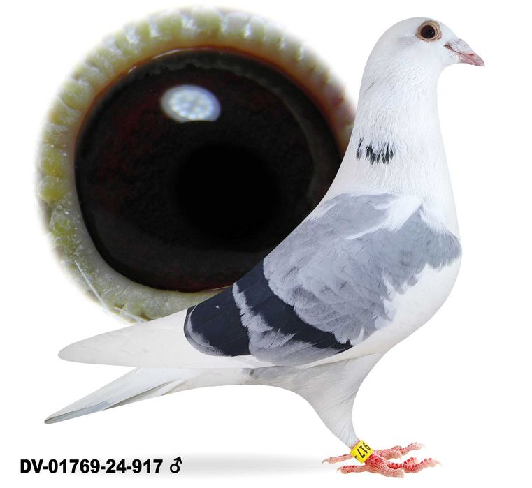 Młode para nr 3 Org A&W Drapa Porsche 911 x WN Ragnar gołębie pocztowe