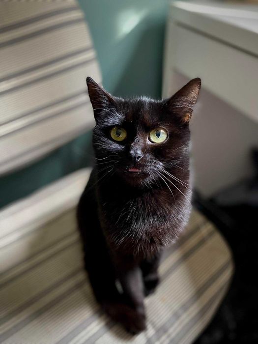 Dzidka szuka domu! Fundacja "Stawiamy na Łapy"