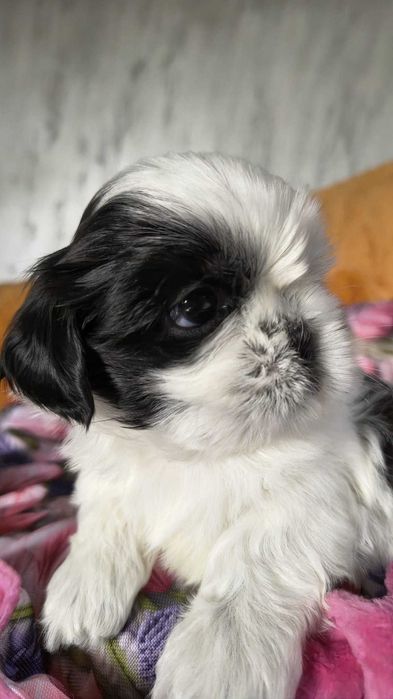 Cudna sunia Shih tzu Nemi gotowa do zmiany domu