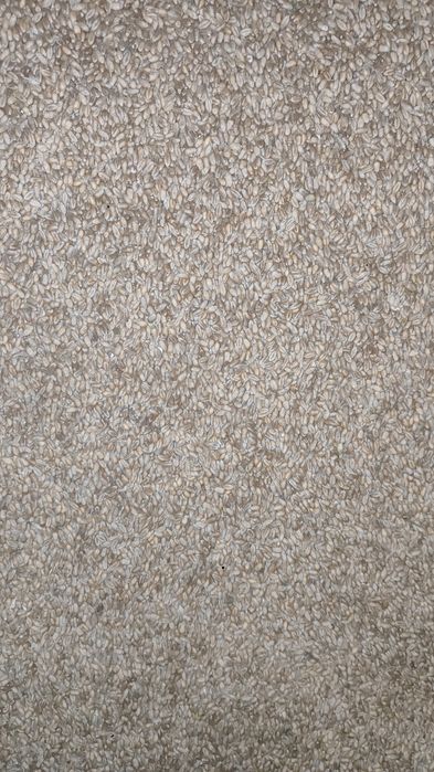 Sprzedam pszenicę euforia