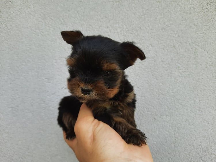 Yorkshire terrier miniaturka