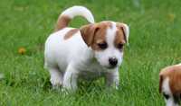 Jack Russell Terrier ZKwP FCI - wystawowy  piesek PACO