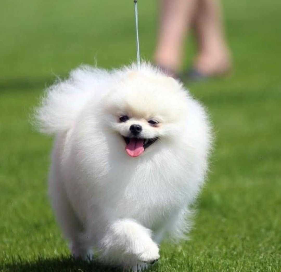 Szpic miniaturowy pomeranian linia Koreańska ZKwP FCI suczka miś
