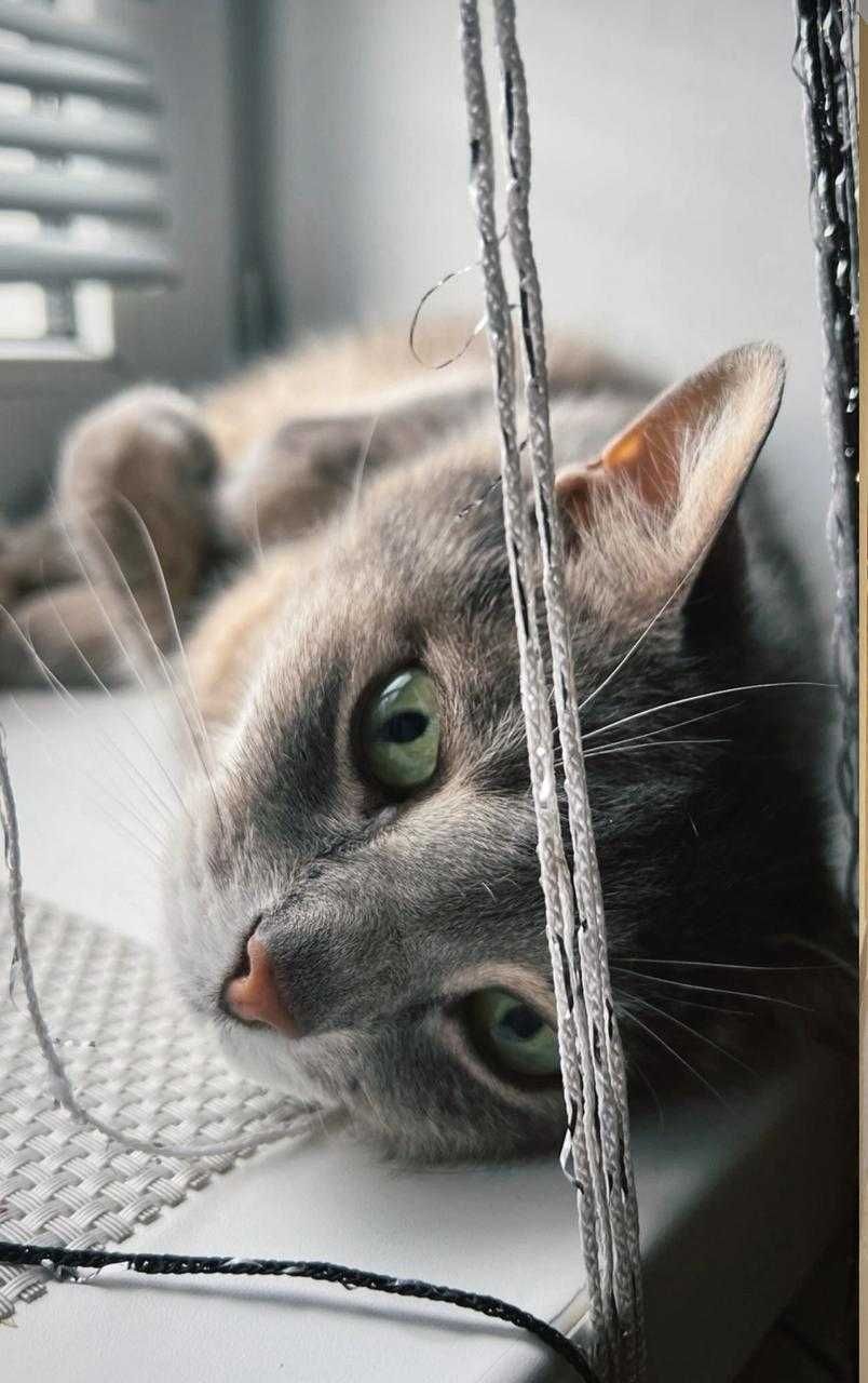 Віддамо котика в добрі руки