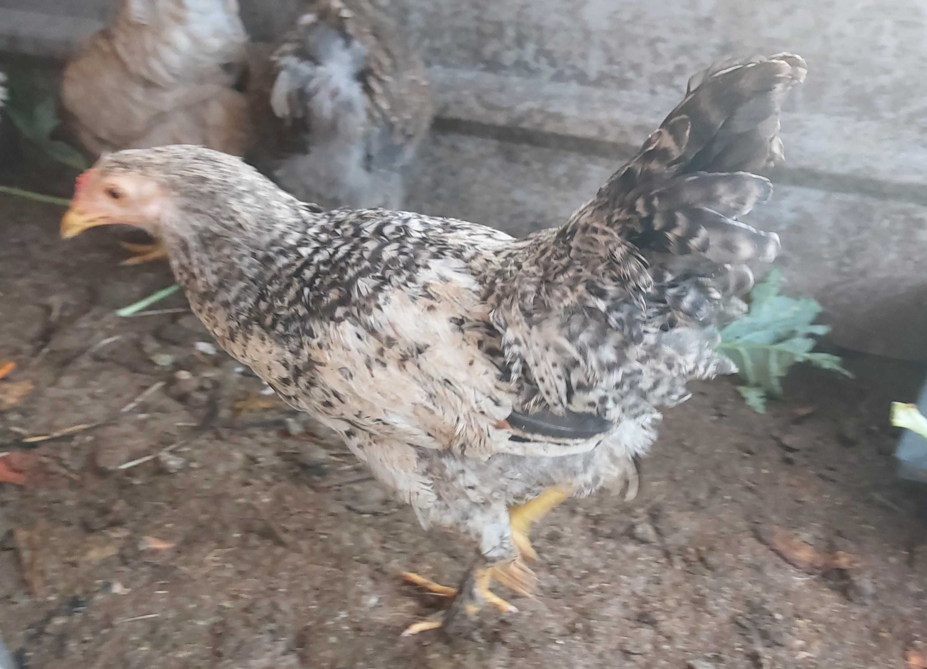Galinhas de 6 meses a 2 anos