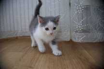 Миле кошеня шукає дім
