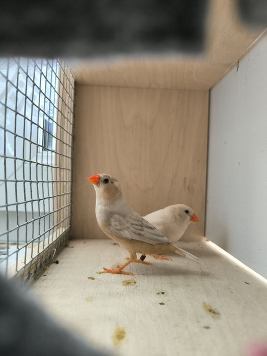 Zeberka zeberki samce i samice 2025