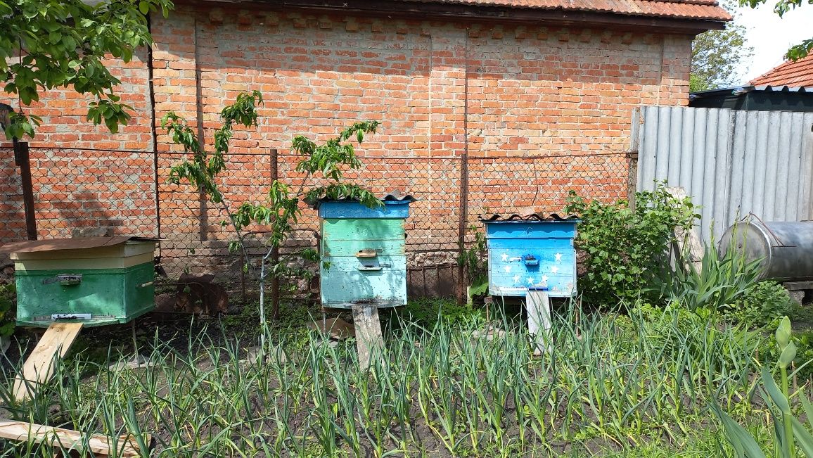 Продам Пчелосемьи
