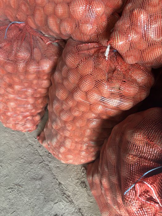 Ziemniaki tajfun,kaleria