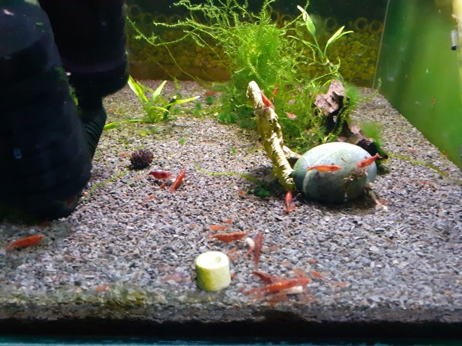 Mix 27 krewetek Neocaridina, 9 gatunków