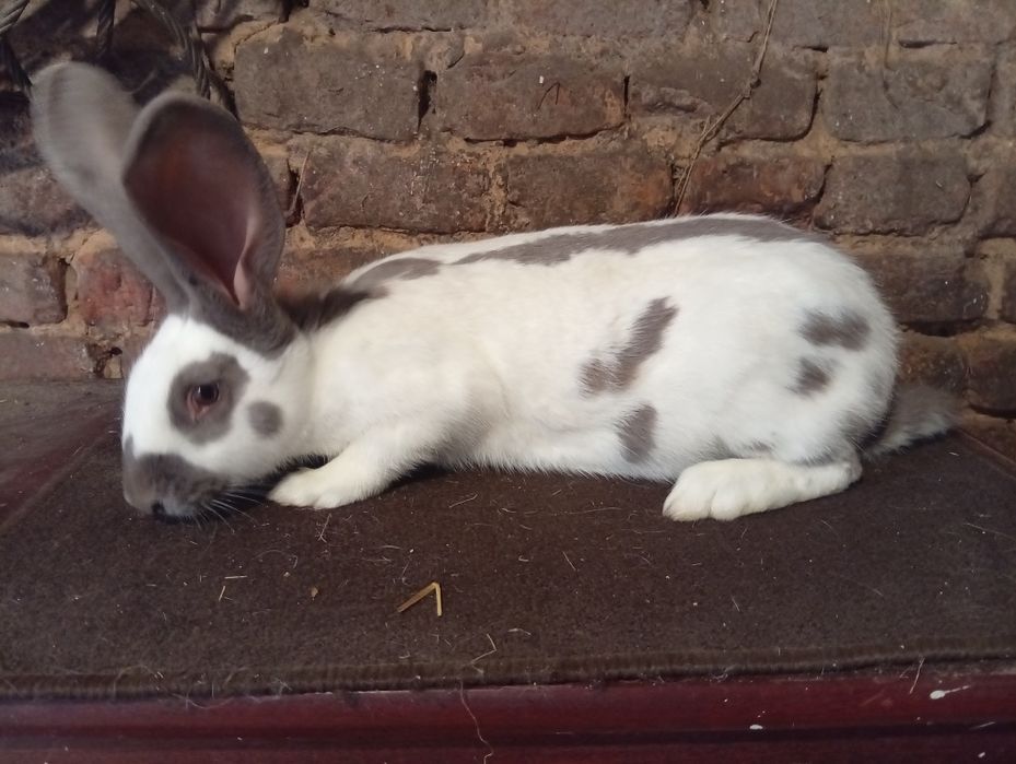 Samica srokacz niemiecki niebieski