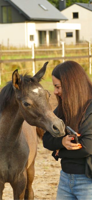 Ogierek czysta krew arabska