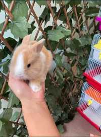 Coelhos Anões Mini Toy em Loja Profissional