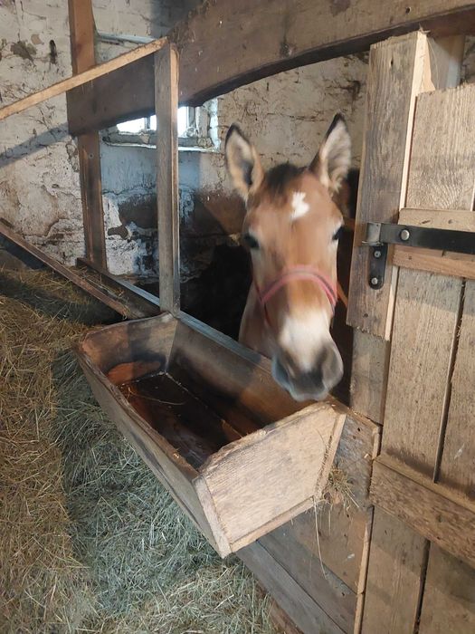 Sprzedam  Klacz  Zimnokrwistą  Zrubkę  Bułanke   7 miesieczna