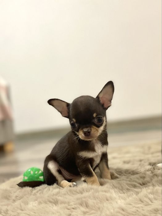 Chihuahua krotkowłosa sunia