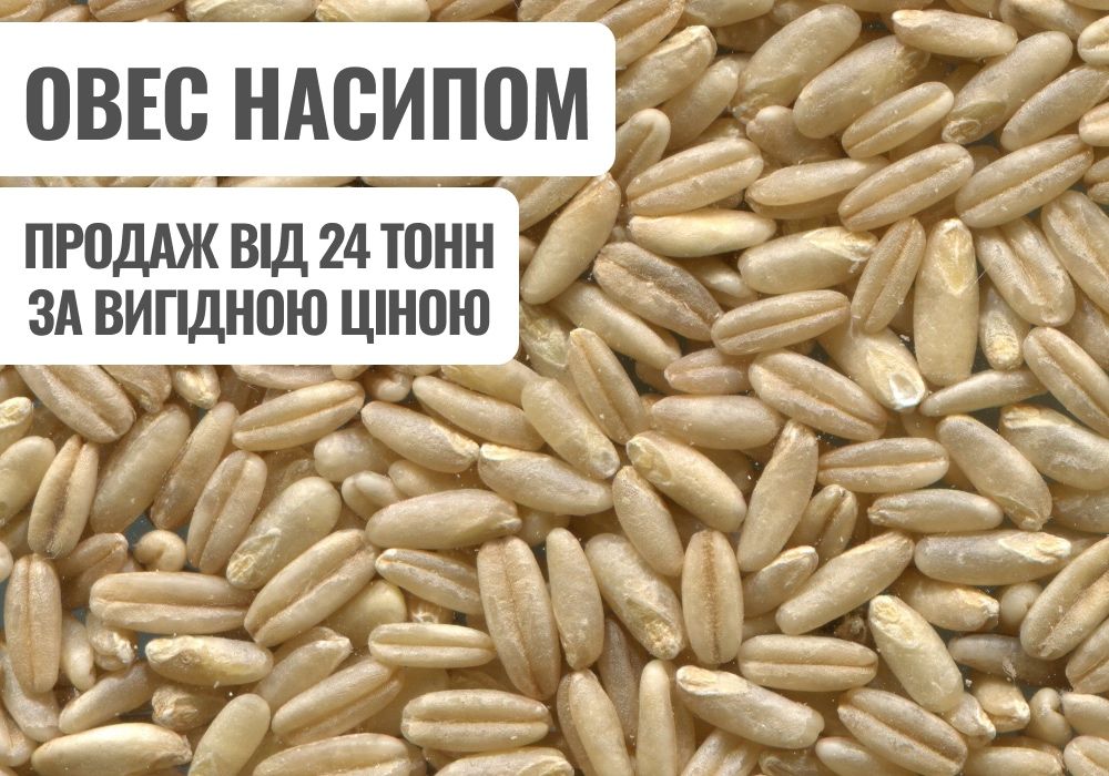 Овес зерно від 24 тонн. Висока якість, доступні ціни, швидка доставка!