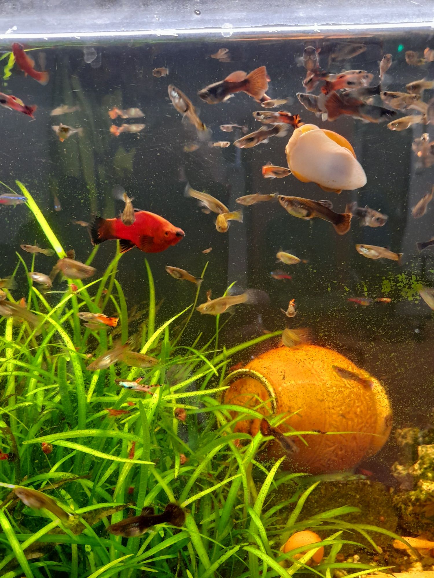 Gupiki, gupiki, gupiki, gupiki