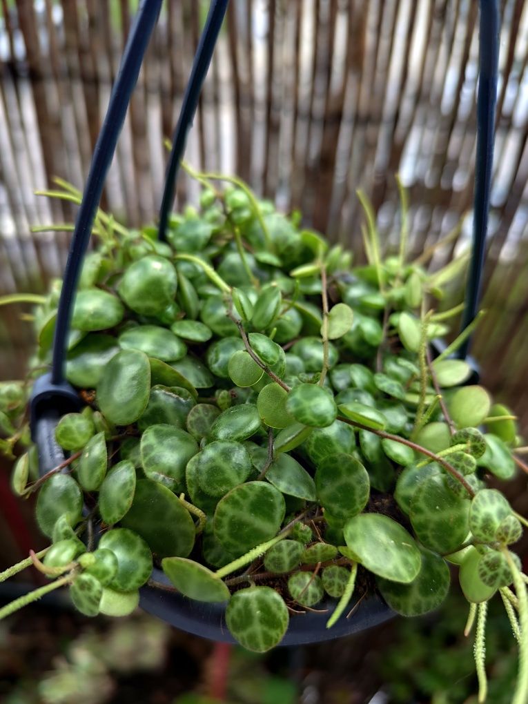 Peperomia prostata/colar de tartaruga