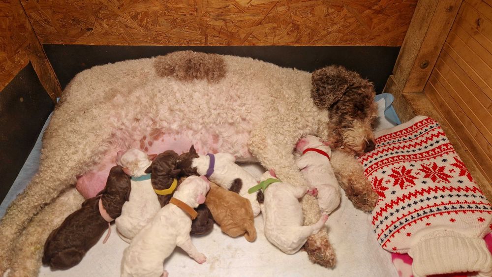 Włoski Pies Dowodny Lagotto Romagnolo ZKwP Oddział Bydgoszcz