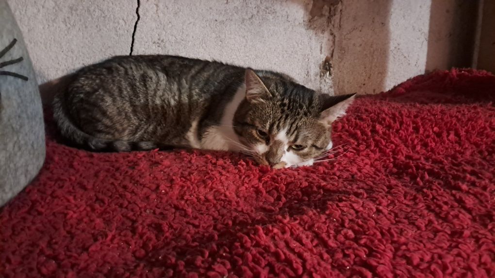 CLEO cudowna 2letnia koteczka szuka domu