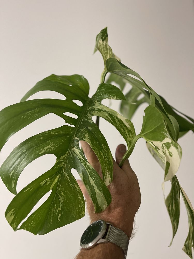 Planta Monstera variegata