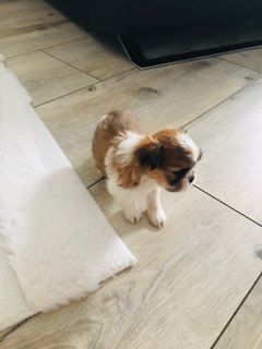 Shih tzu szczeniaczki do rezerwacji