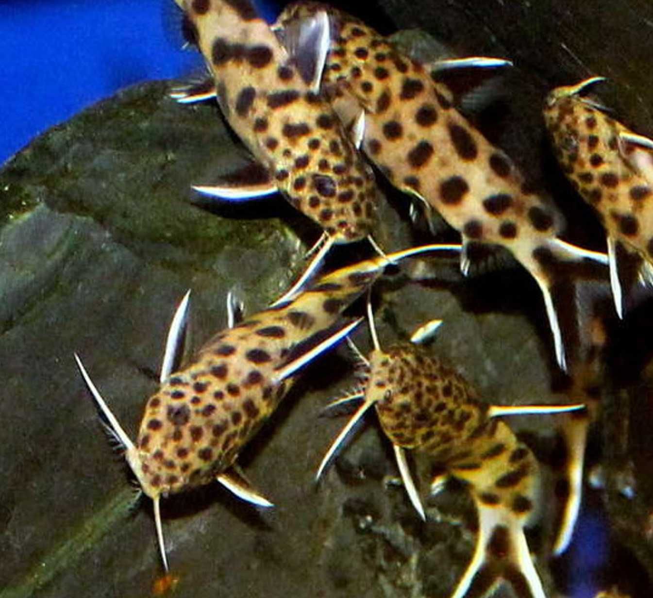 Giętkoząb czarnopłetwy - Synodontis petricola - mały sumik. Wysyłka