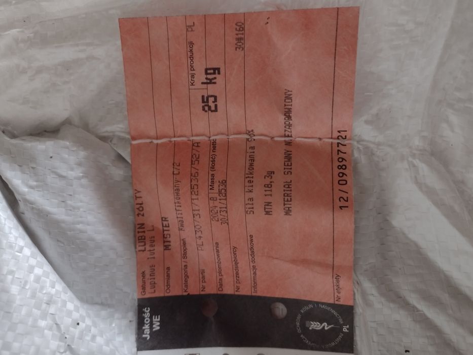 Łubin żółty szerokolistny mister