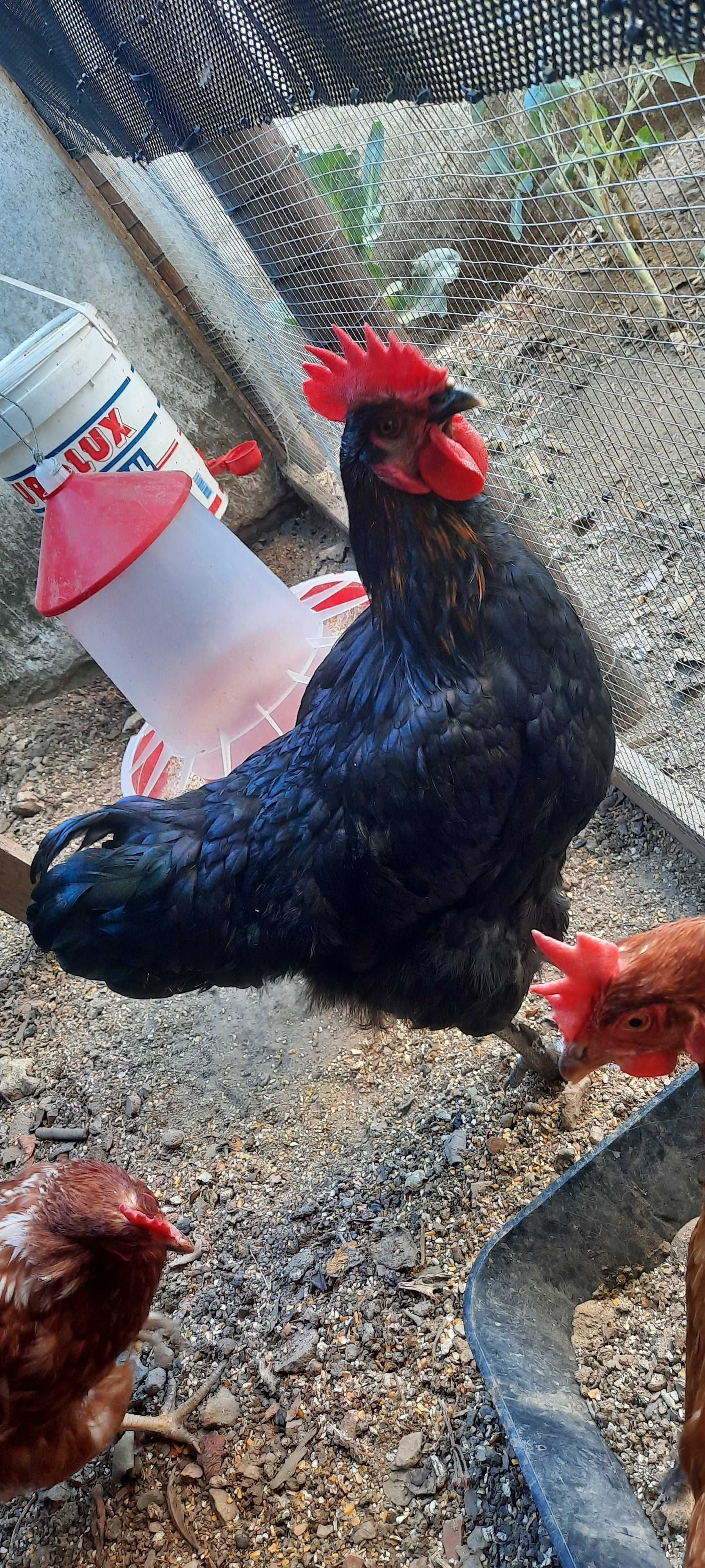 Vendo Galo com 8 meses