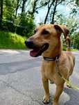 Rudi gorąco poleca się do adopcji...