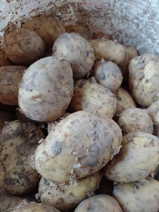 Sprzedam młode ziemniaki i czosnek