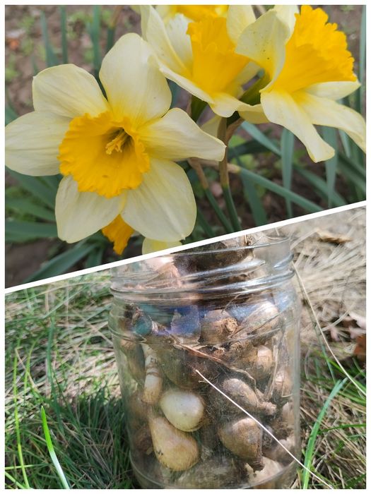 Нарцисс луковицы некрупные, на объём