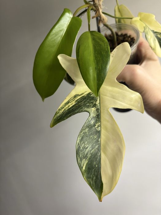 Philodendron Florida Beauty, cała roslina ze zdjęć