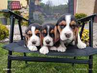 Piękna Suczka Beagle Szczeniak