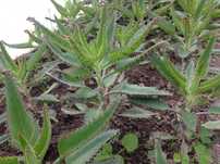 Kalanchoe Daigremontiana