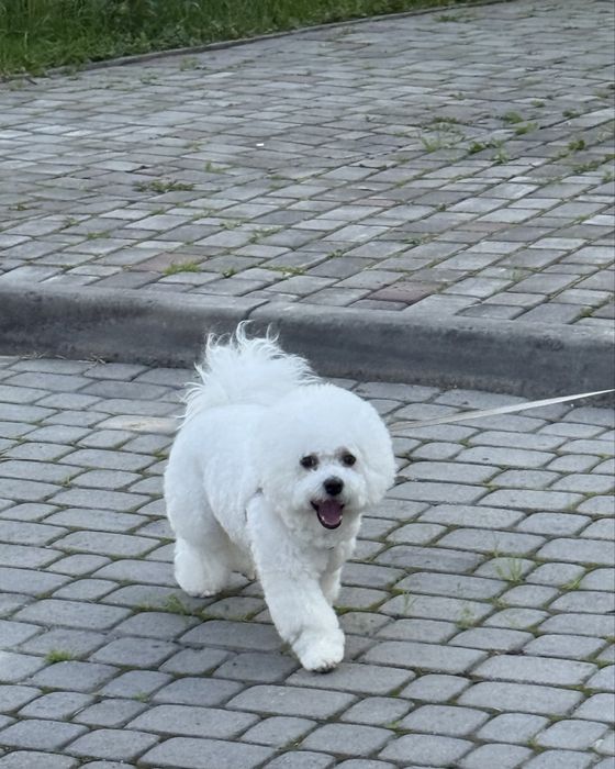 Бішон фрізе вʼязка