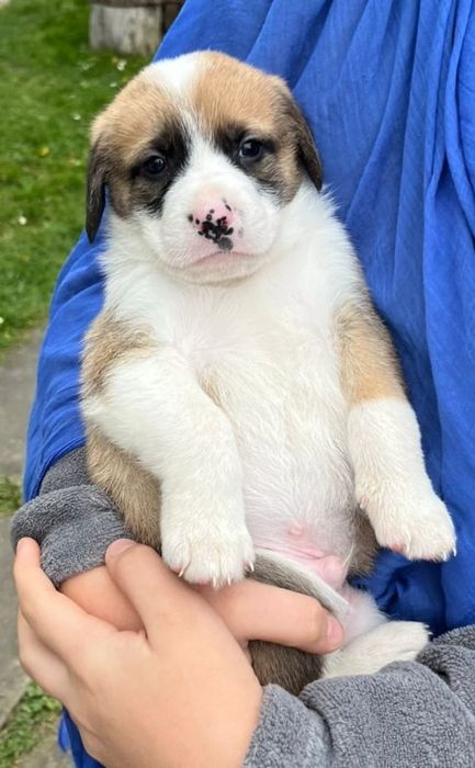 Віддам в добрі руки, цуценят