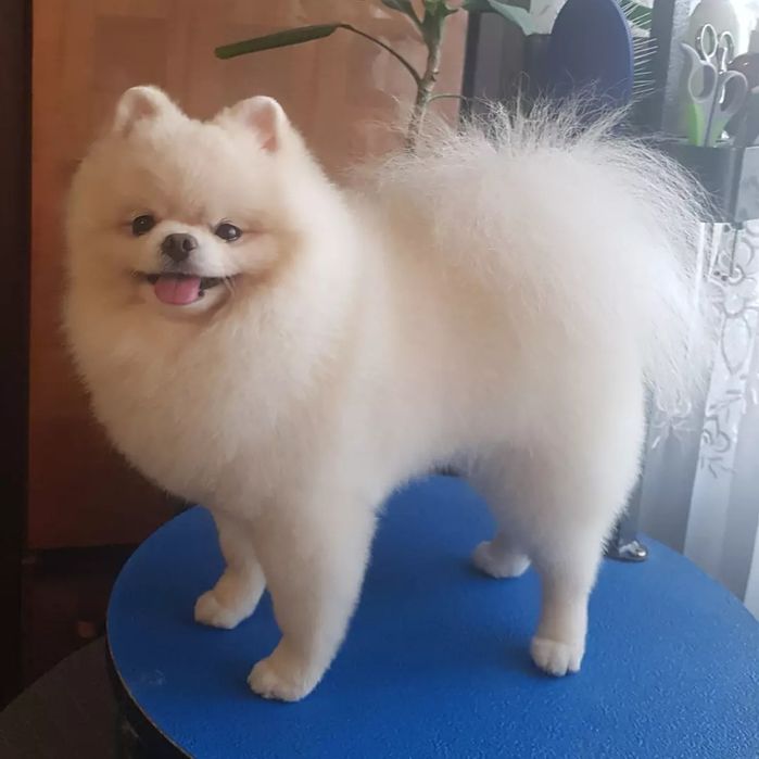 Стрижка собак малих порід