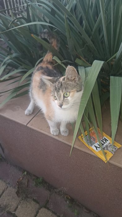 Oddam kotkę za darmo