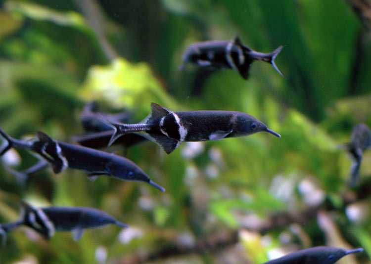 Ryby Mruk Petersa, trąbonos (Gnathonemus petersii). Cetarius