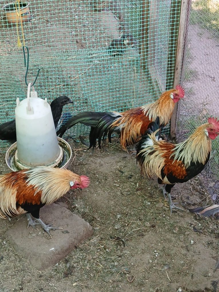 Kogut rasy FENIKS