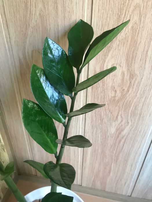 Кімнатні рослини Заміокулькас (8 шт.)