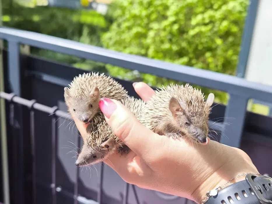 Tenreczynek jeżowaty Echinops telfairi, nie jeż, mini