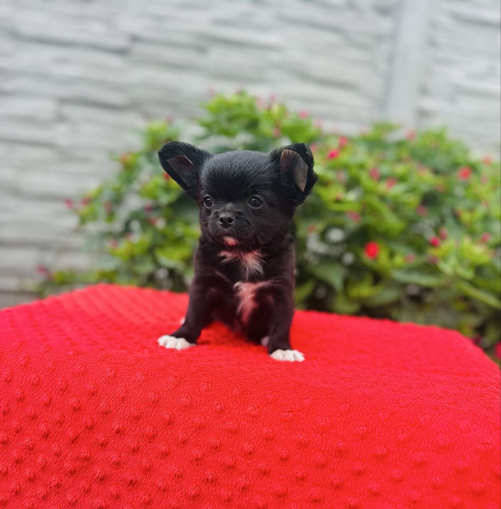 Suczka chihuahua dlugowlosa z metryka FCI ZKwP